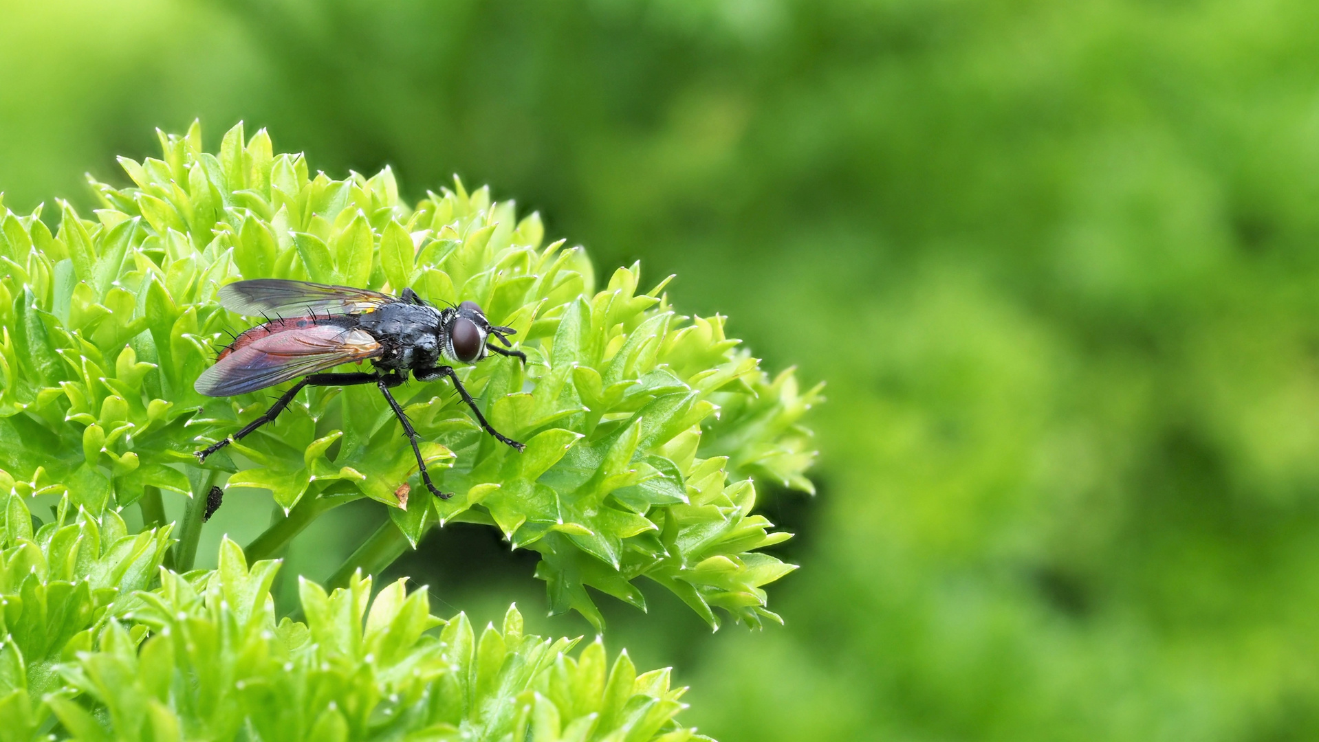 Fliegenmakro 