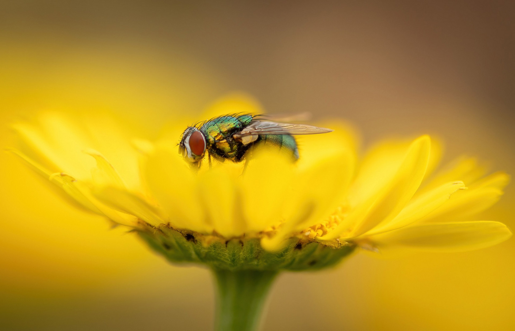 Fliegenmakro