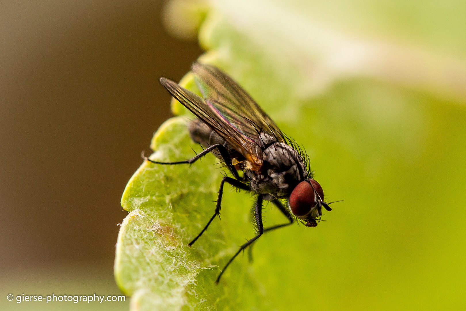 Fliegenmakro