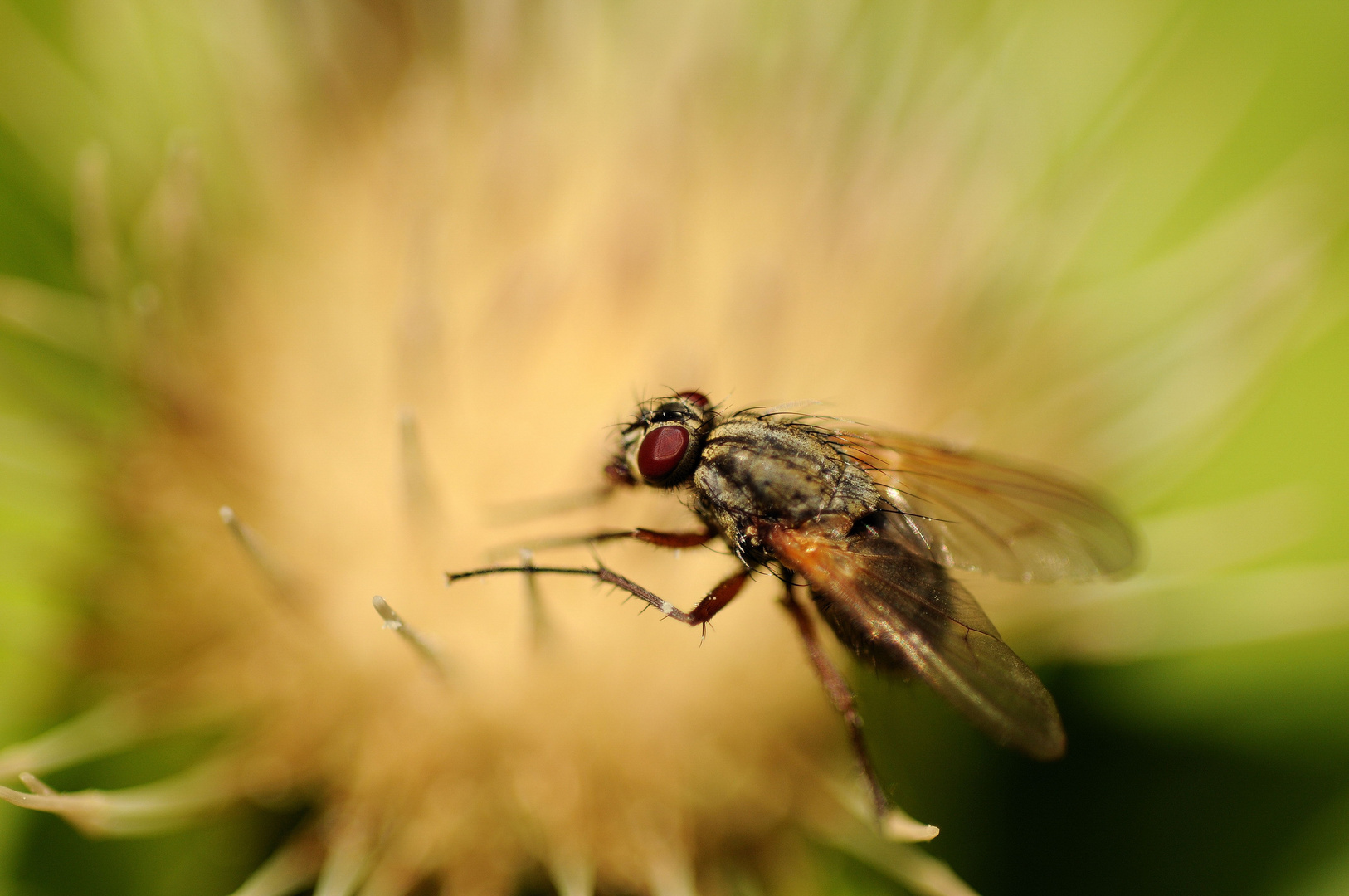 Fliegenmakro