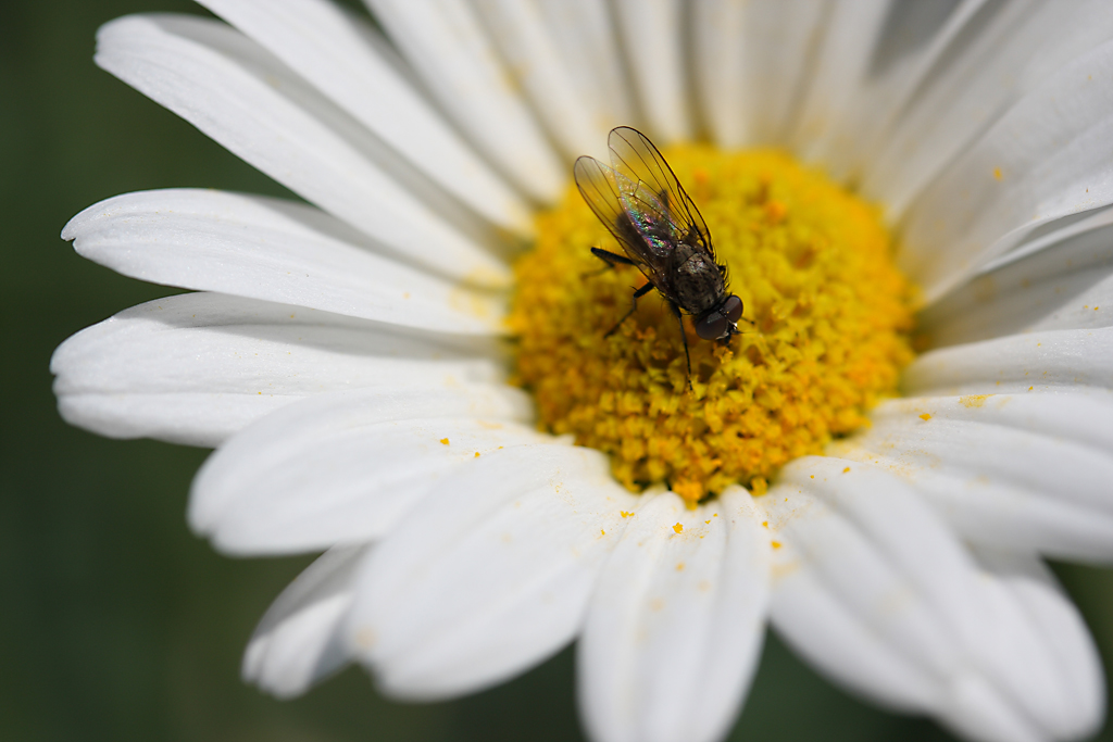 Fliegenmakro im kalten April 2012 aufgenommen