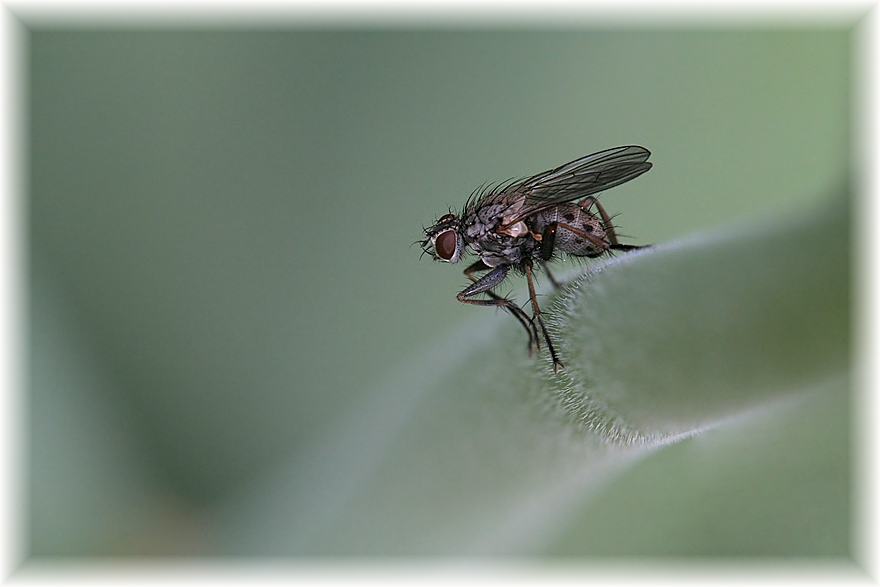 Fliegenmakro oder, ist der Hintergrund nicht klasse!