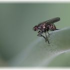 Fliegenmakro oder, ist der Hintergrund nicht klasse!