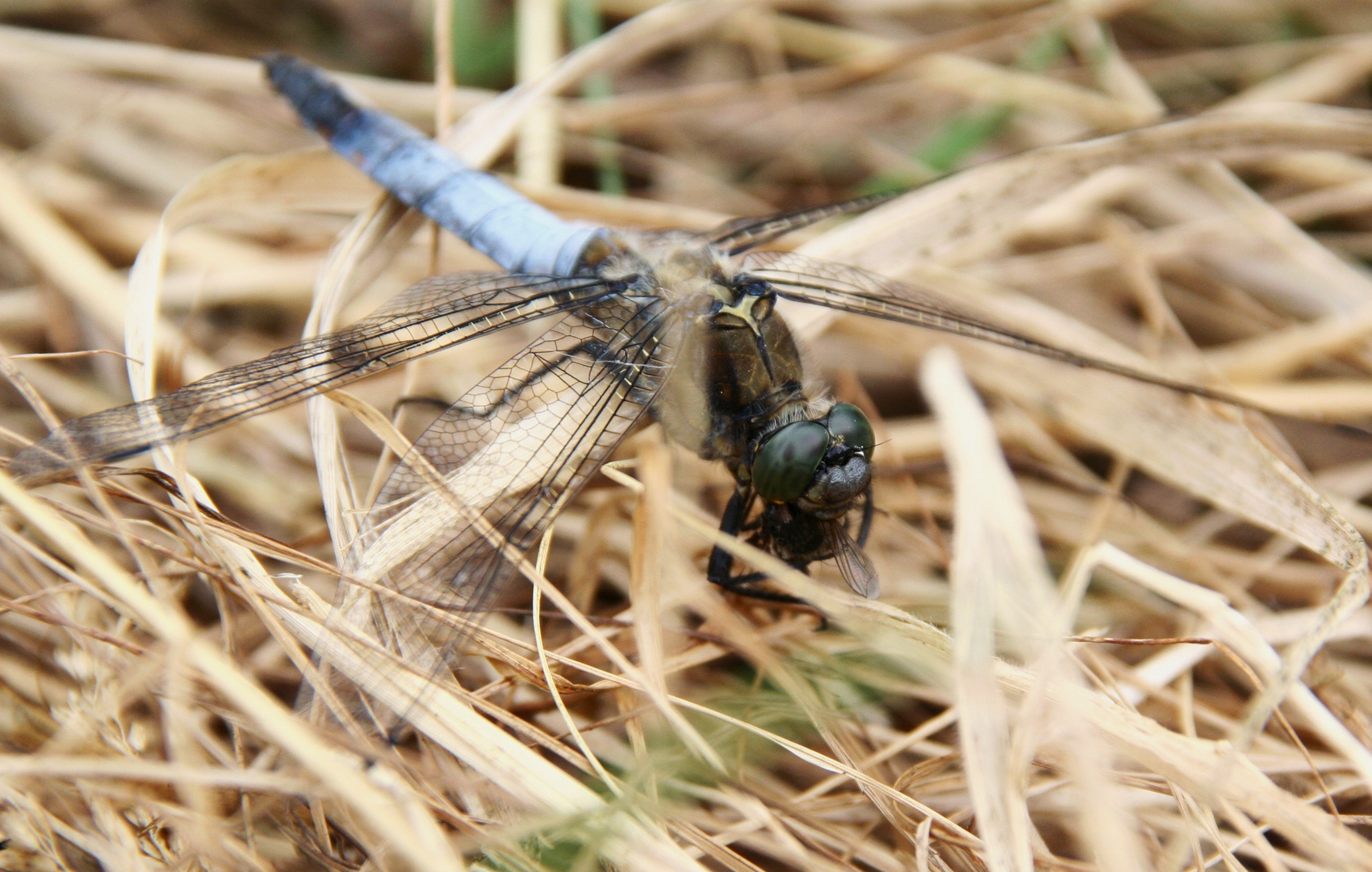 Fliegen,mein Lieblingsgericht .....