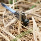 Fliegen,mein Lieblingsgericht .....