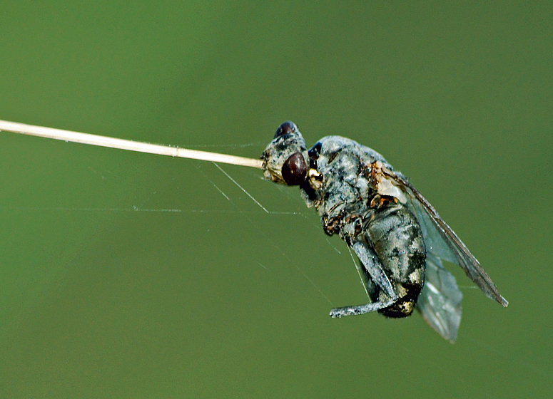 Fliegenmumie am Spiess?