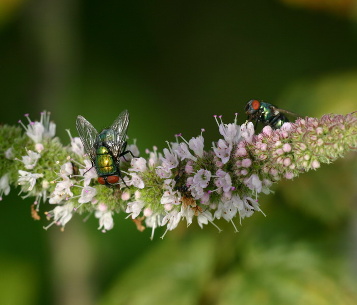 Fliegennachlaufen