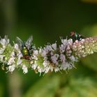 Fliegennachlaufen