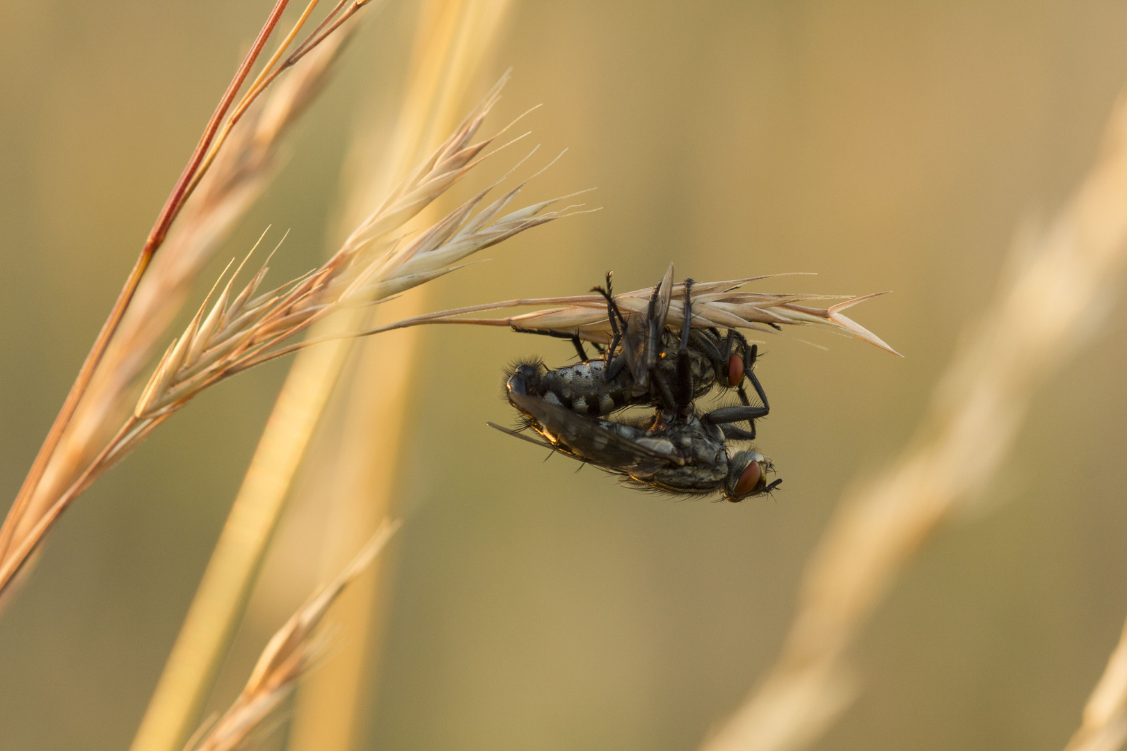 Fliegennachwuchs