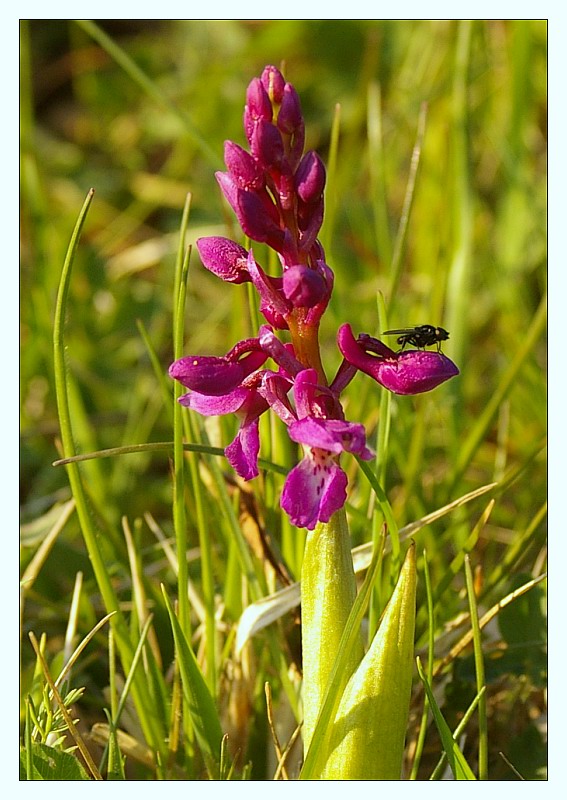 Fliegenorchis ?