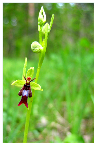 Fliegenorchis