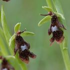 Fliegenorchis - Ophrys insectifera