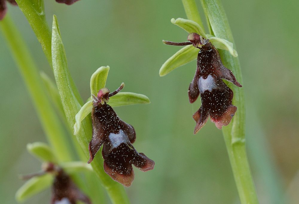 Fliegenorchis - Ophrys insectifera