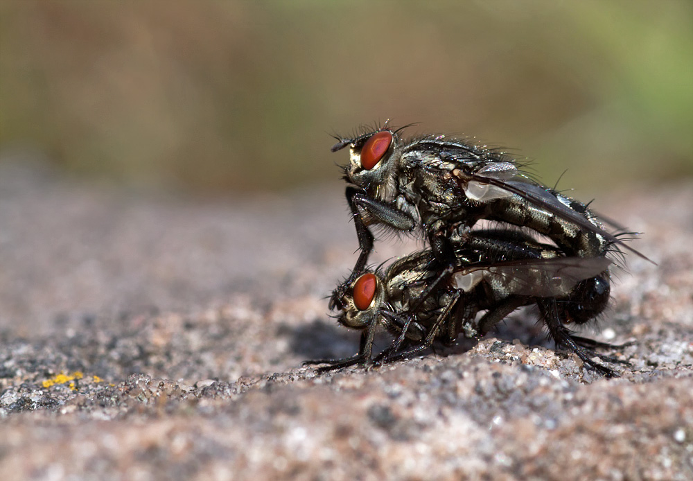 Fliegenpaarung