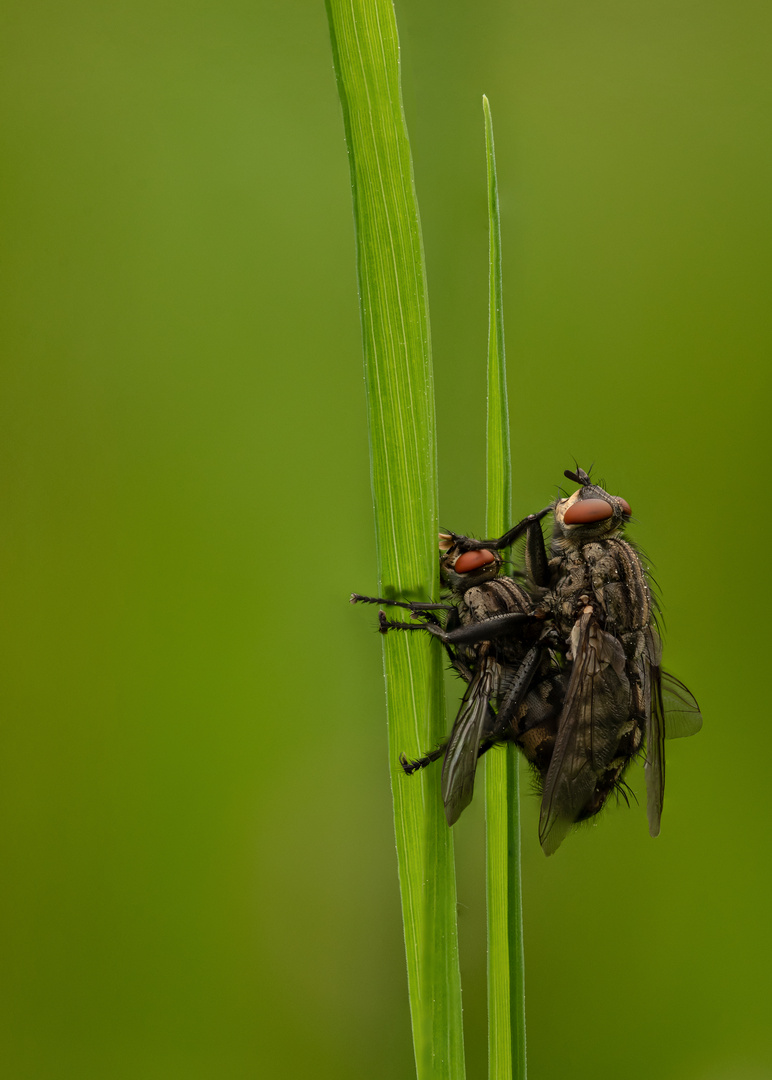 Fliegenpaarung