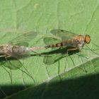 Fliegenpaarung - Sind das Schnepfenfliegen???