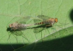 Fliegenpaarung - Sind das Schnepfenfliegen???