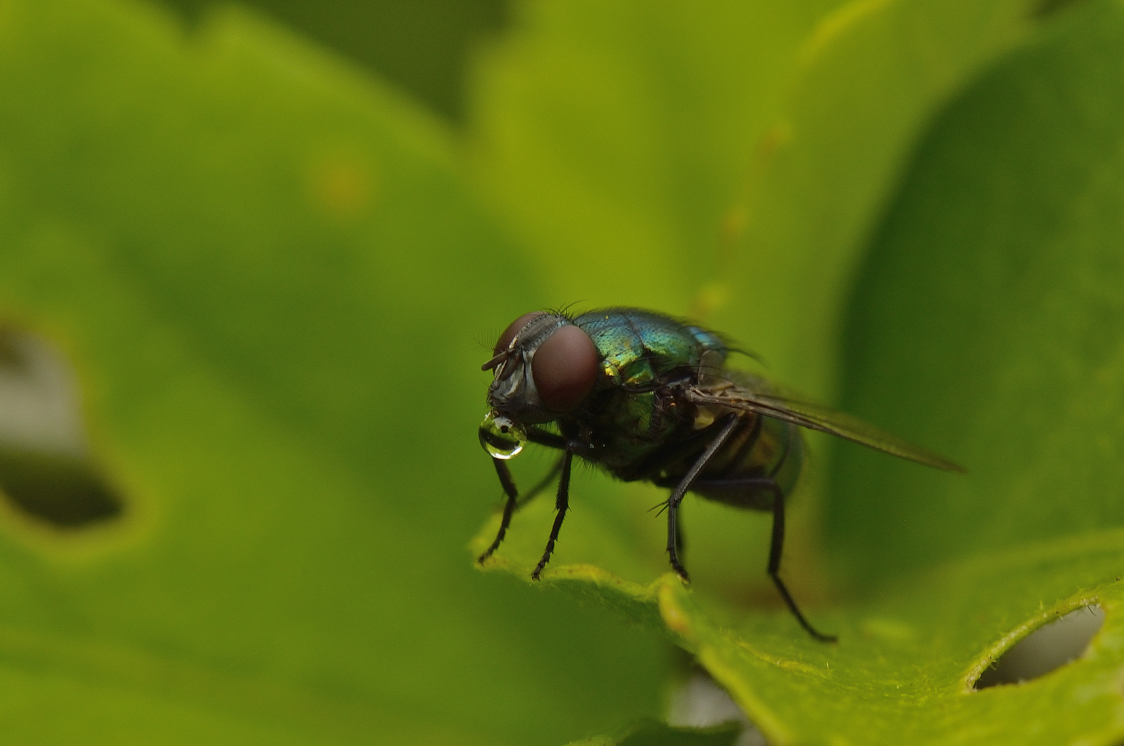 Fliegenpause