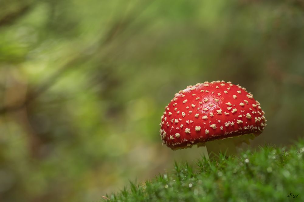 fliegenpilz 01/19 Foto &amp; Bild | wald, makro, natur Bilder auf fotocommunity