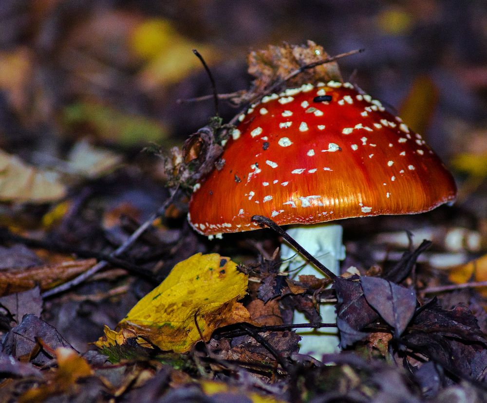 Fliegenpilz