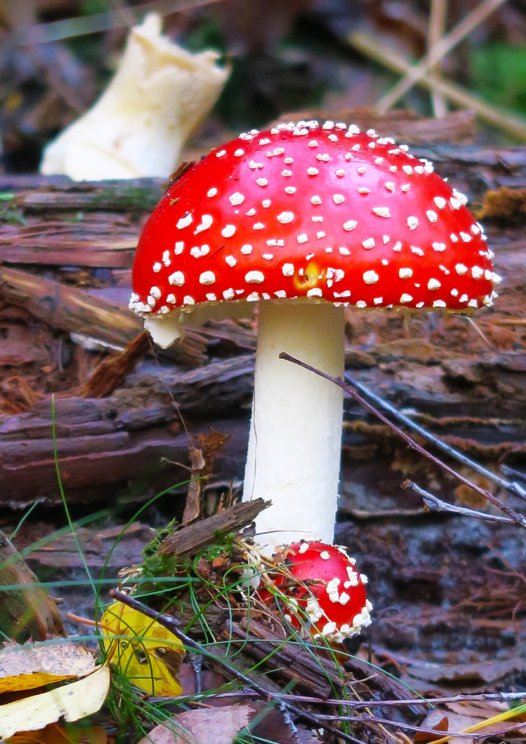 Fliegenpilz Foto & Bild | Pflanzen, Pilze & Flechten, Herbst, Natur