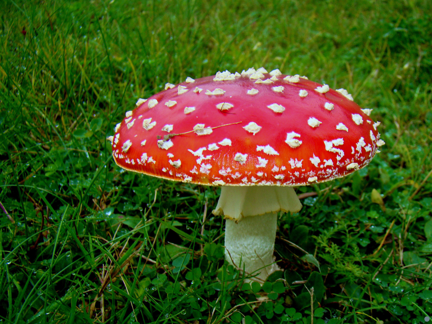 fliegenpilz.. Foto & Bild | pflanzen, pilze & flechten, 1., natur
