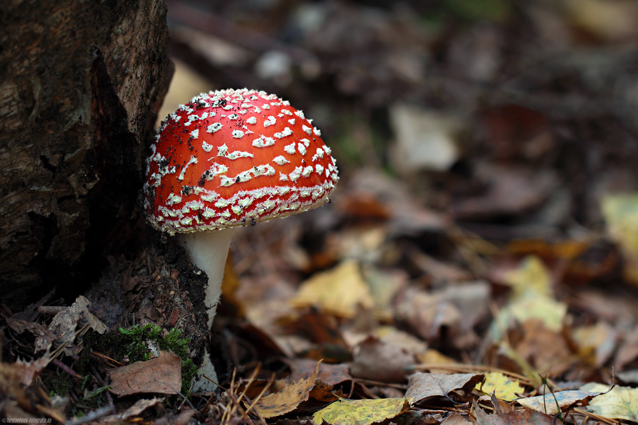 Fliegenpilz