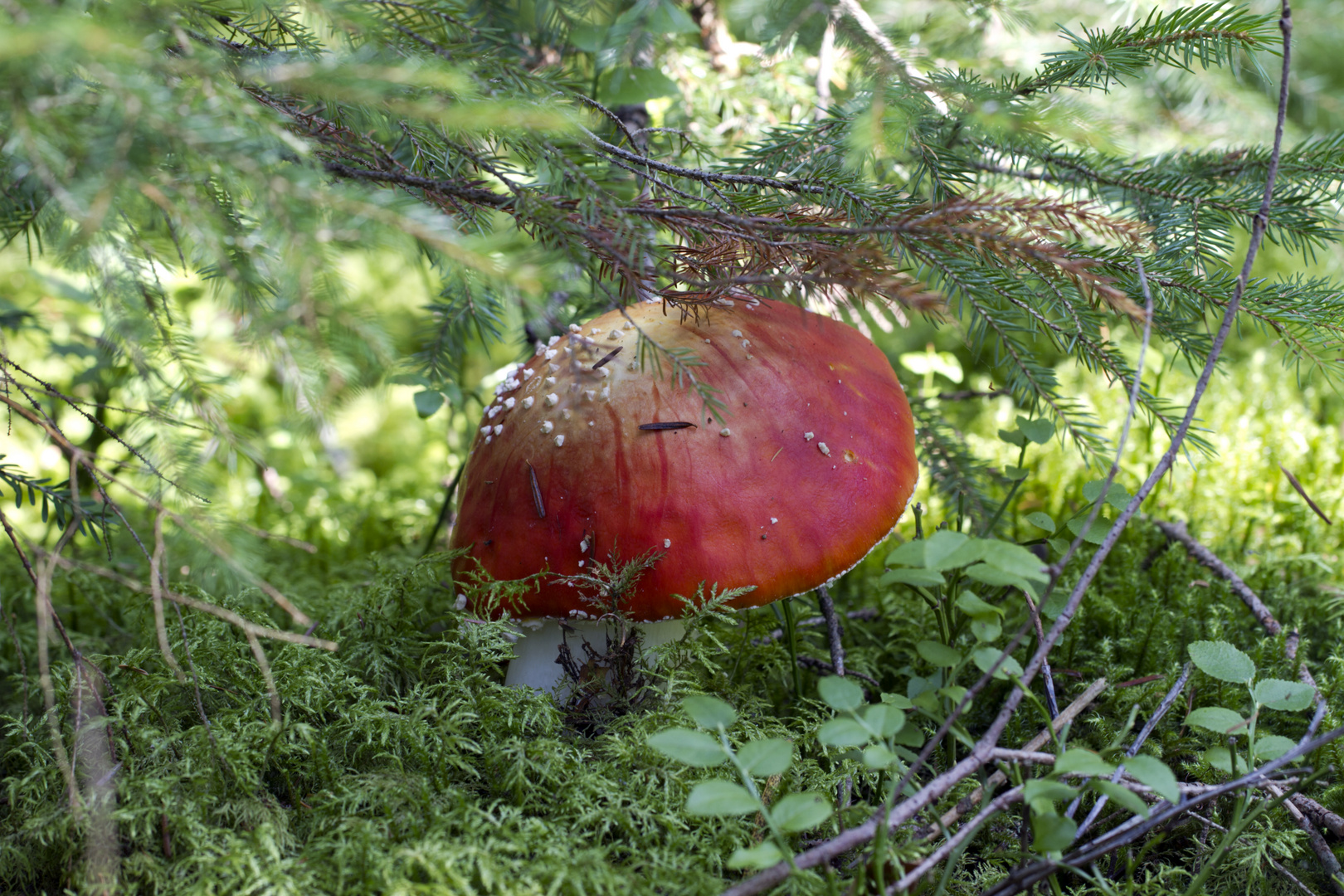 fliegenpilz