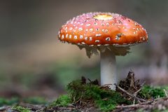 Fliegenpilz ...