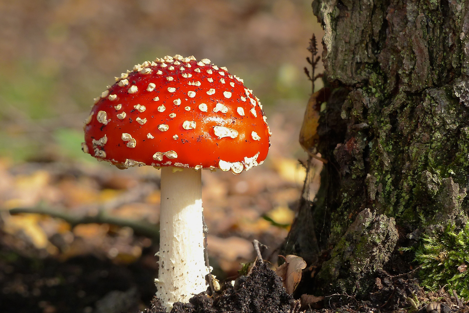 FLIEGENPILZ Foto &amp; Bild | natur, pflanzen, pilze Bilder auf fotocommunity