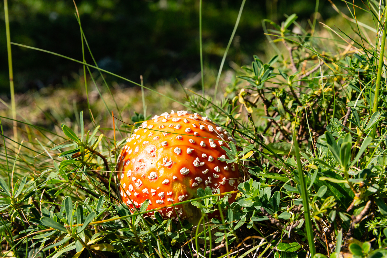 Fliegenpilz