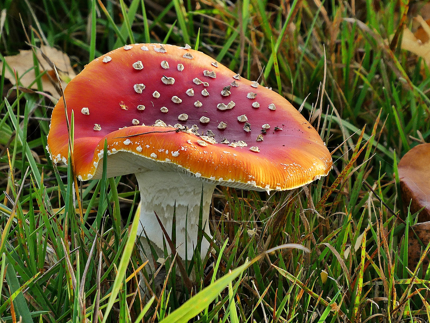 Fliegenpilz Foto & Bild | natur, pilze, fliegenpilz Bilder auf