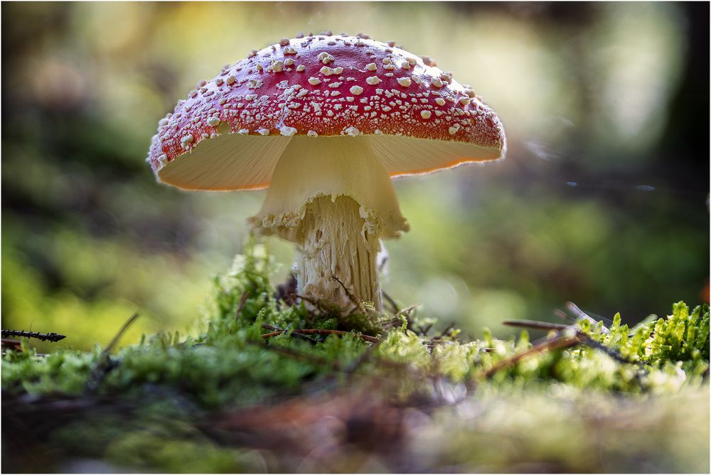 Fliegenpilz Foto & Bild | wald, natur, herbst Bilder auf fotocommunity