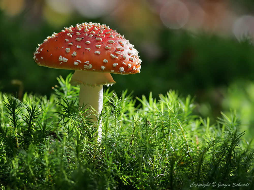 Fliegenpilz Foto & Bild | natur, pilze, fliegenpilz Bilder auf
