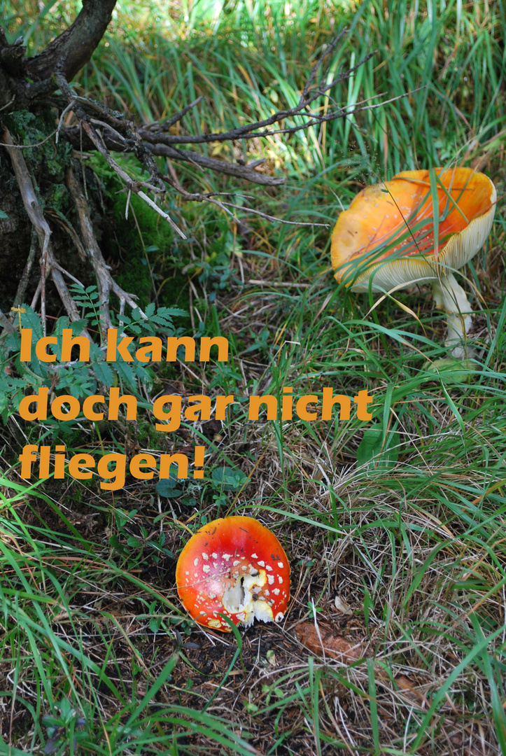 Fliegenpilz