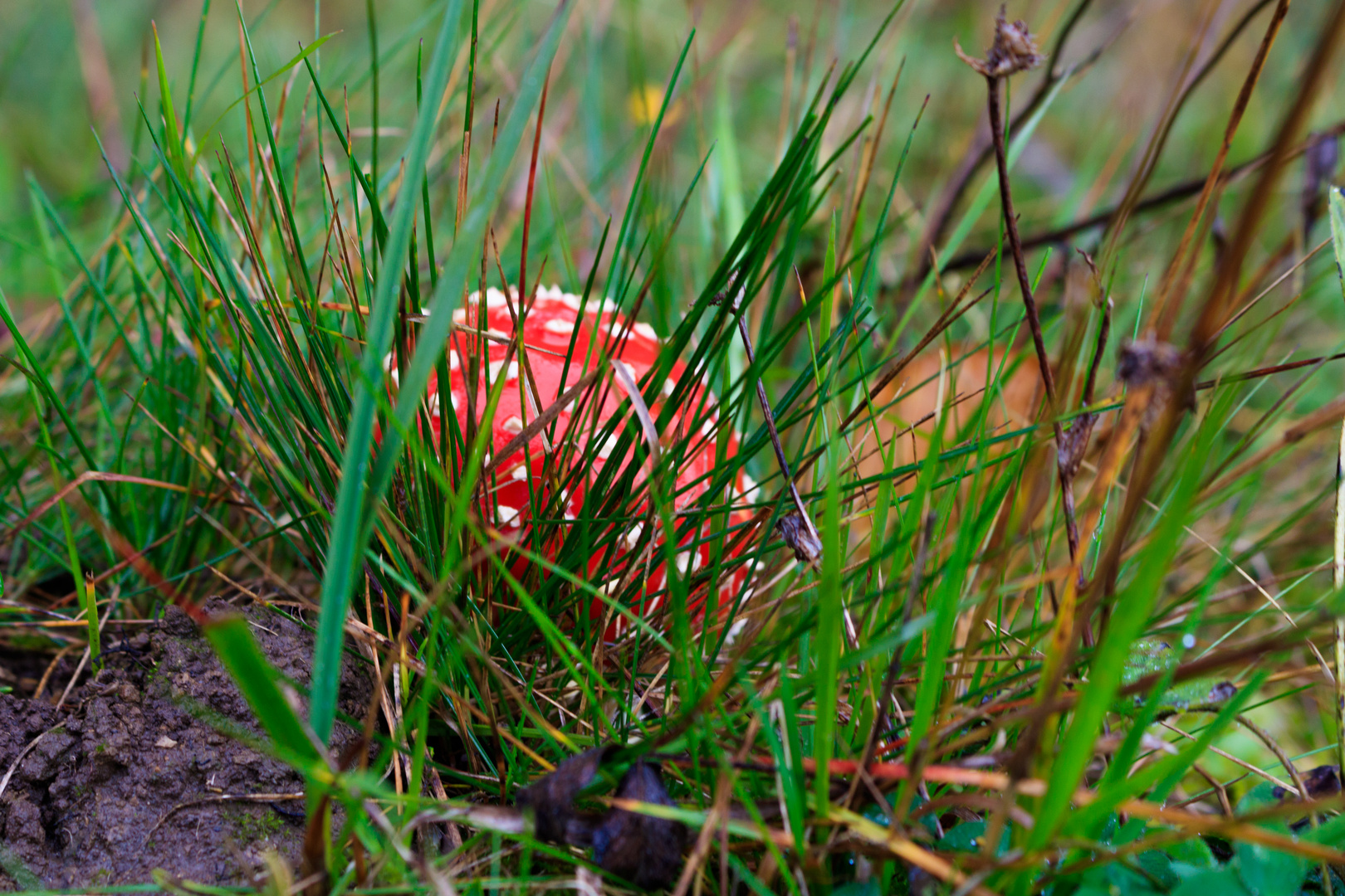 Fliegenpilz 