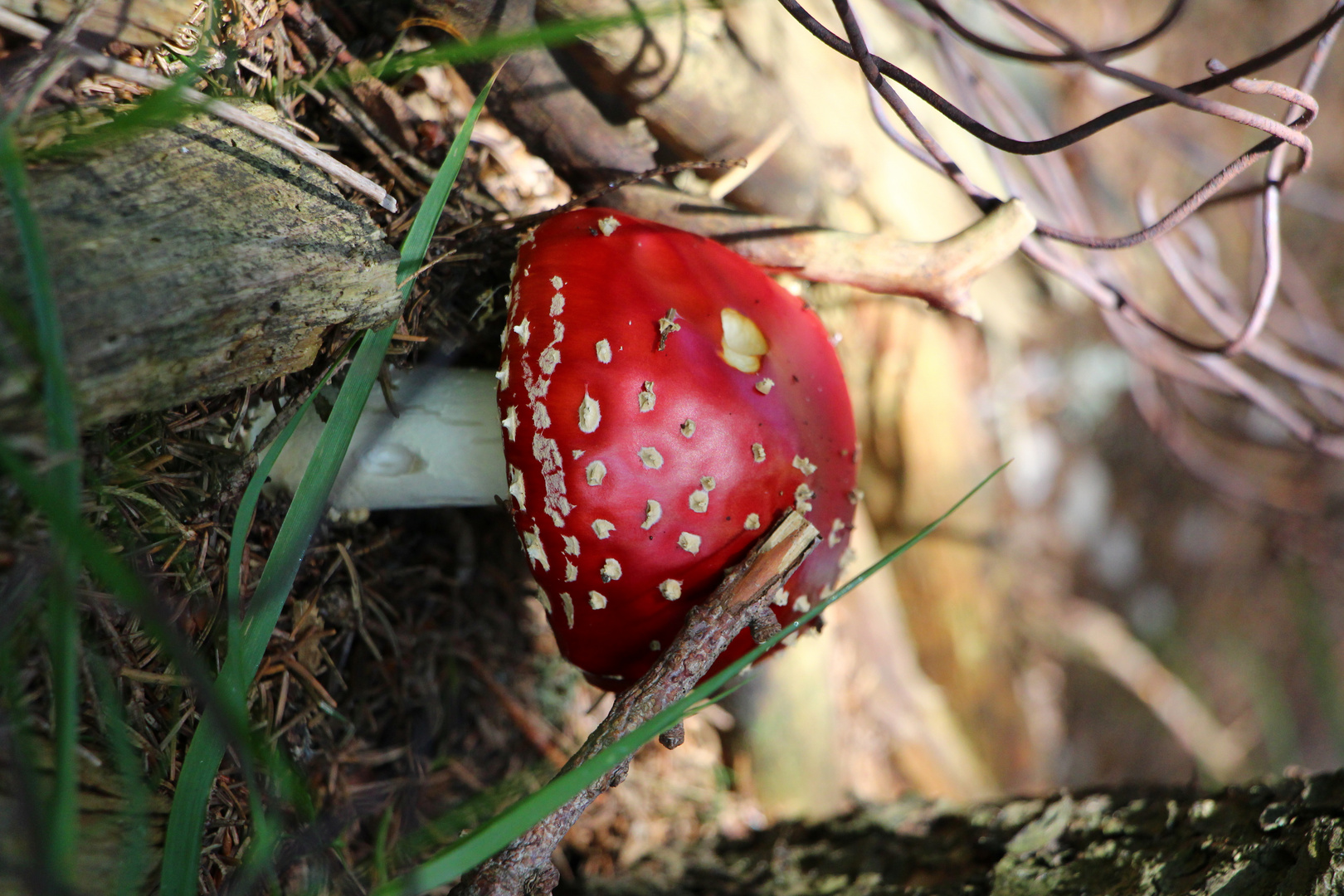 Fliegenpilz