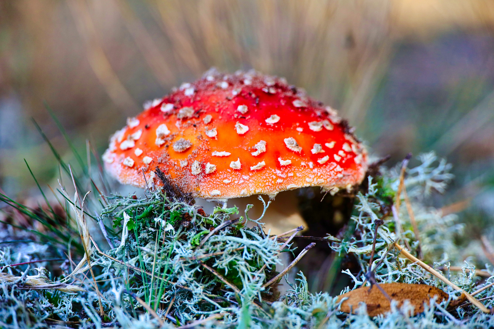 Fliegenpilz Foto &amp; Bild | pflanzen, pilze &amp; flechten, pilze &amp; flechten ...