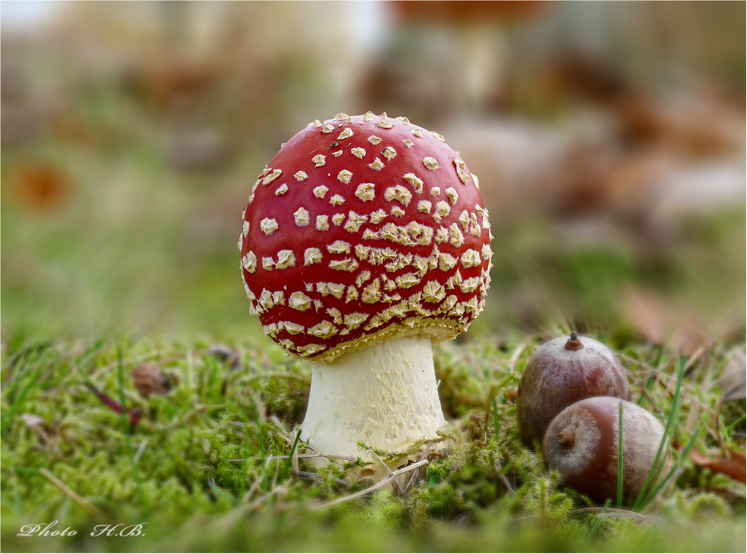 FLIEGENPILZ Foto &amp; Bild | natur, herbst, pflanzen Bilder auf fotocommunity