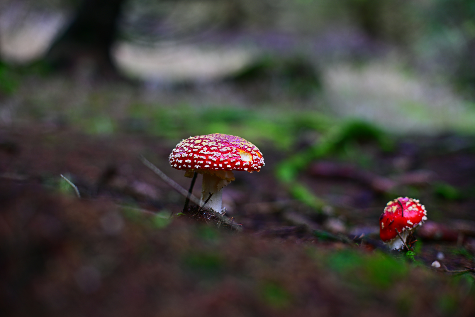 Fliegenpilz