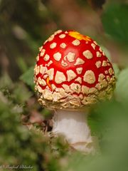 Fliegenpilz ...