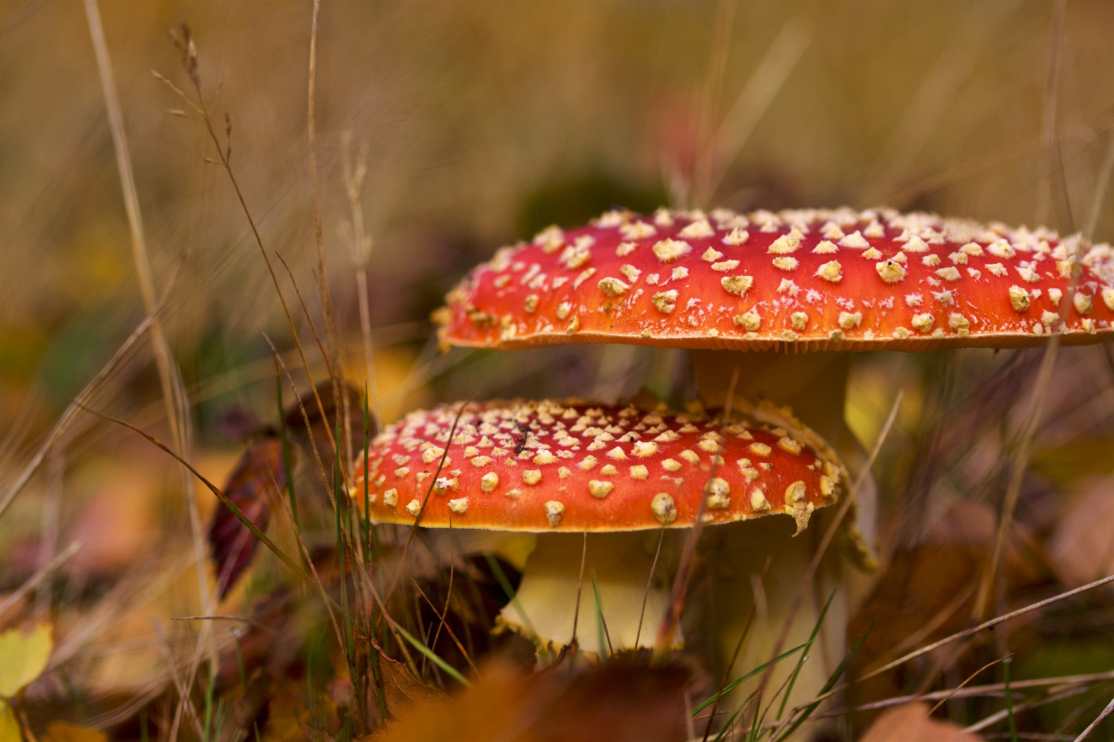 Fliegenpilz