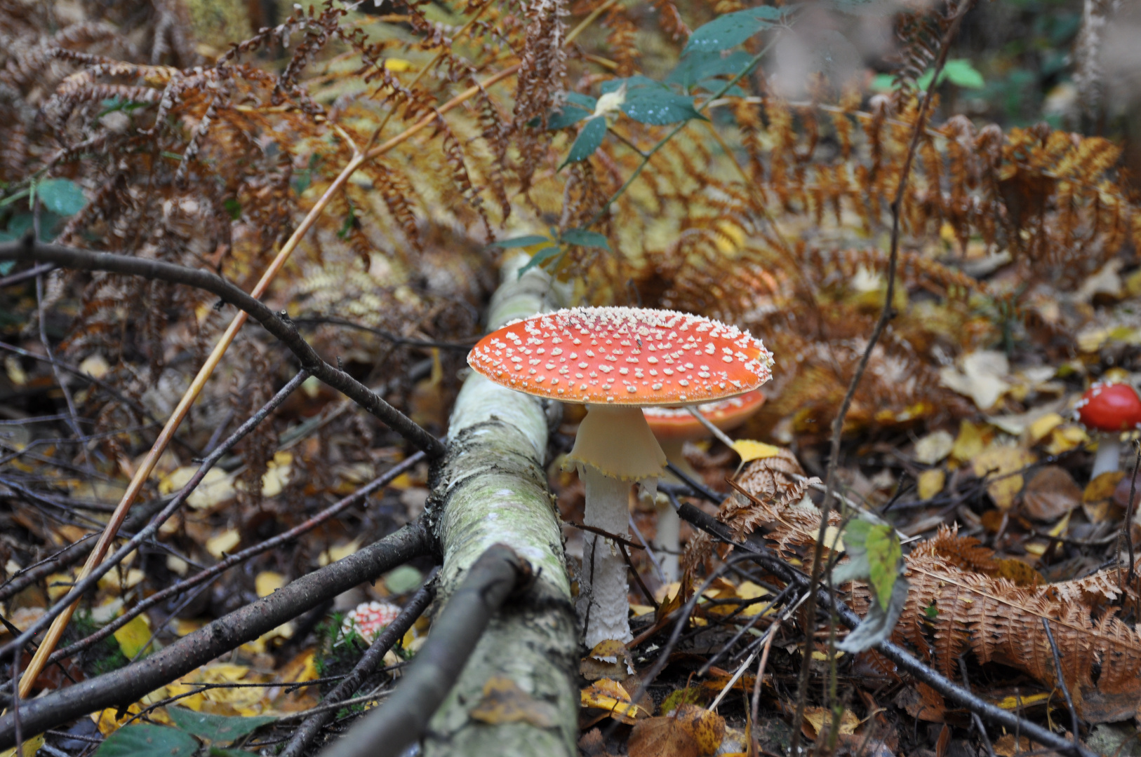 Fliegenpilz