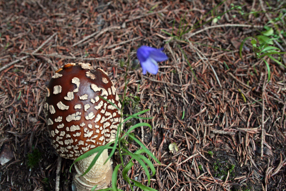 Fliegenpilz