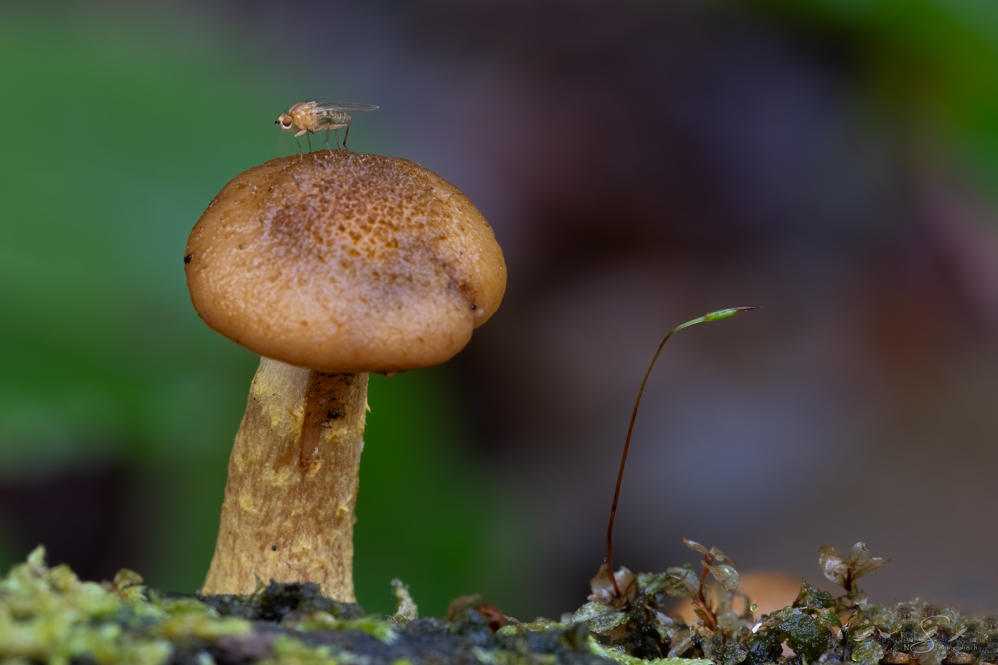 FLIEGEN'°'Pilz