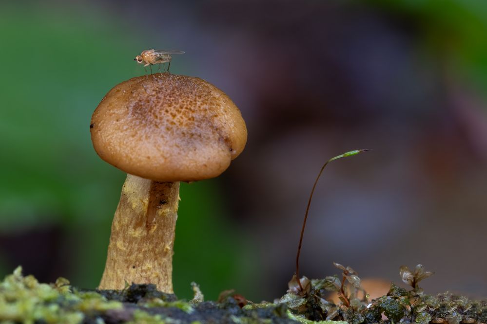 FLIEGEN'°'Pilz