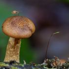 FLIEGEN'°'Pilz