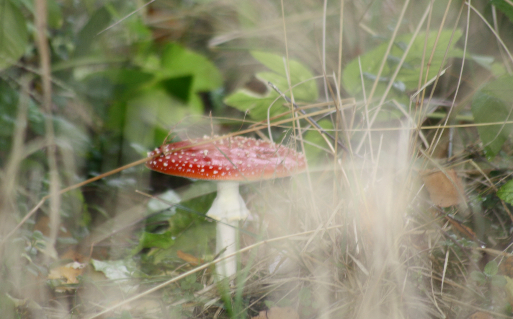 Fliegenpilz