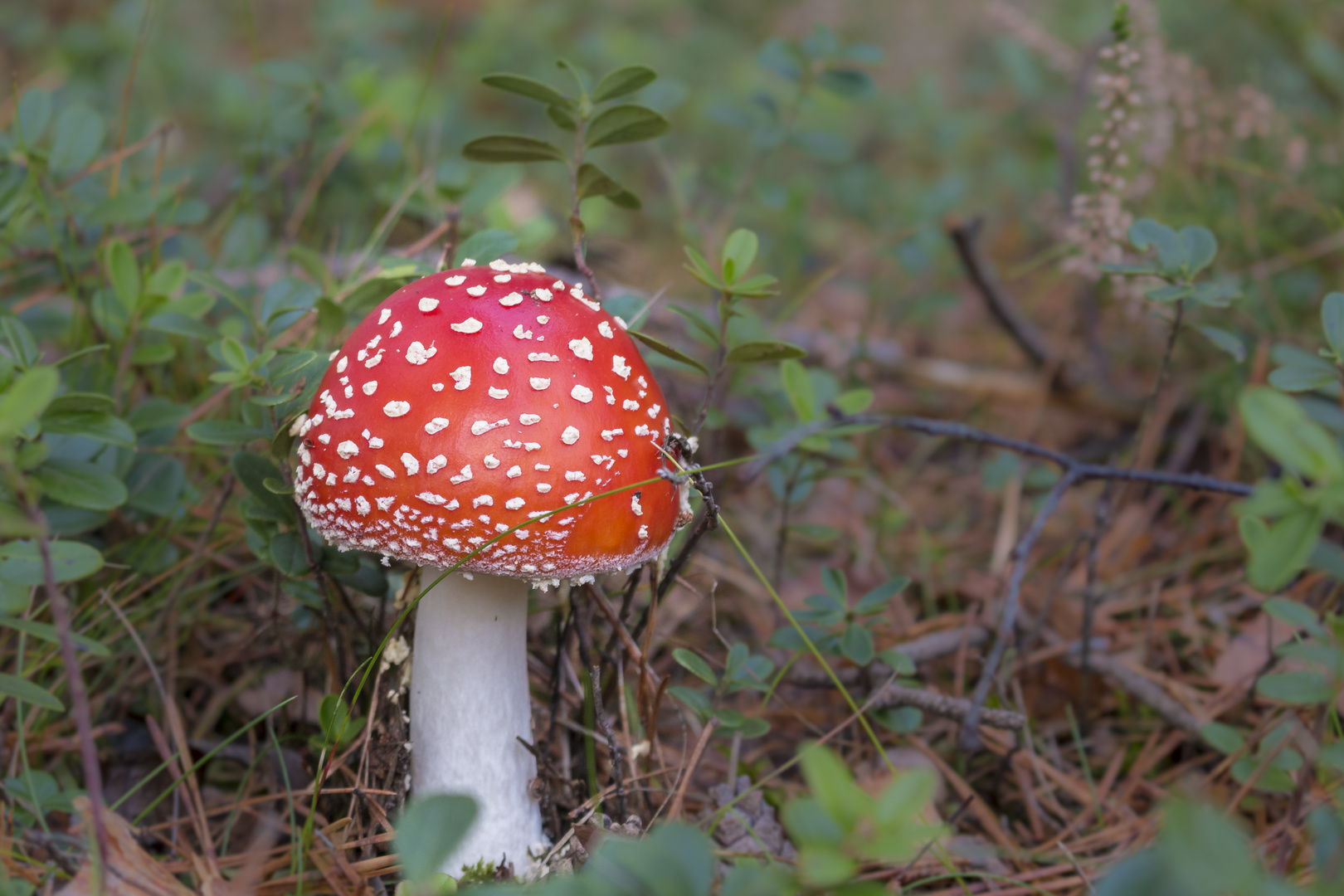 Fliegenpilz