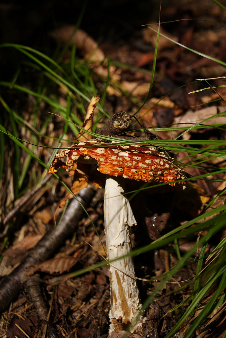 Fliegenpilz